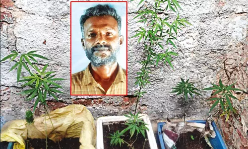 வீட்டில் கஞ்சா செடிகள் வளர்த்த ஆட்டோ டிரைவர் கைது