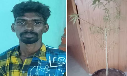 கன்னியாகுமரி: வீட்டில் பூந்தொட்டியில் கஞ்சா வளர்த்த வாலிபர் கைது கன்னியாகுமரி: வீட்டில் பூந்தொட்டியில் கஞ்சா வளர்த்த வாலிபர் கைது