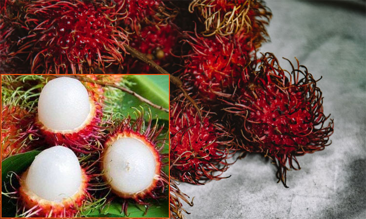 மாரடைப்பு ஆபத்தை தடுக்கும் ரம்புட்டான் பழம் | Rambutan fruit prevents ...