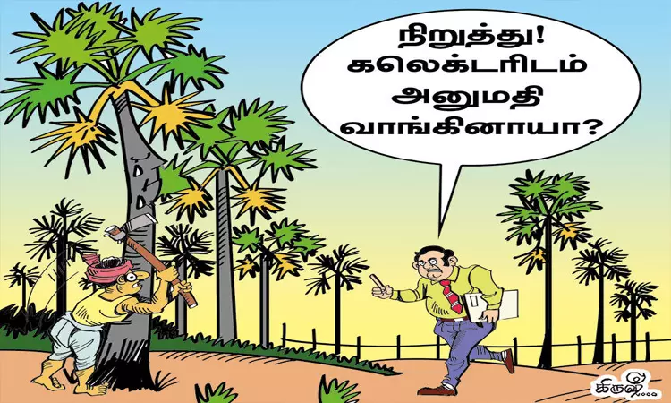 பனை மரங்களை வெட்ட தடை