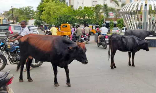 தூத்துக்குடியில் கால்நடைகள் சாலை மறியல்: போக்குவரத்துக்கு இடையூறு தூத்துக்குடியில் கால்நடைகள் சாலை மறியல்: போக்குவரத்துக்கு இடையூறு