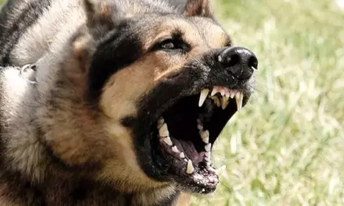 கோவை: இறந்த 25 தெருநாய்களுக்கு ரேபிஸ் பாதிப்பு - பரிசோதனையில் அதிர்ச்சி தகவல்