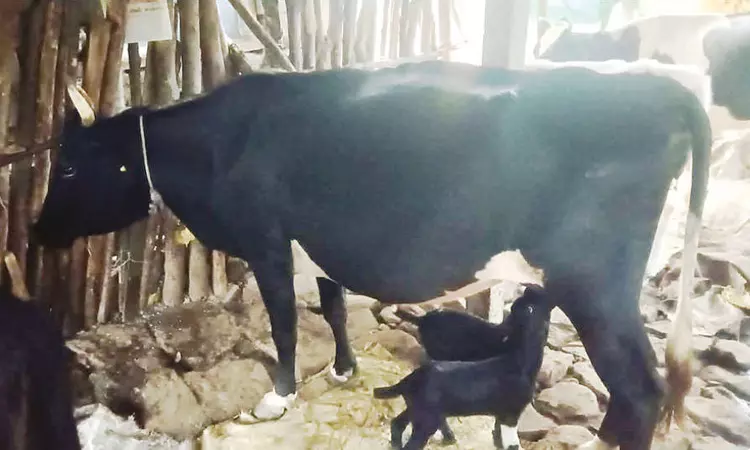 பசு மாட்டிடம் பால் குடித்து வளரும் ஆட்டுக்குட்டிகள் - ருசிகர சம்பவம்