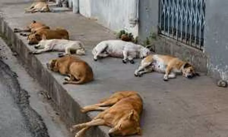 தூத்துக்குடி: கோவில் வளாகத்தில் சுற்றித் திரியும் நாய்கள்- மாநகராட்சி நடவடிக்கை எடுக்க கோரிக்கை