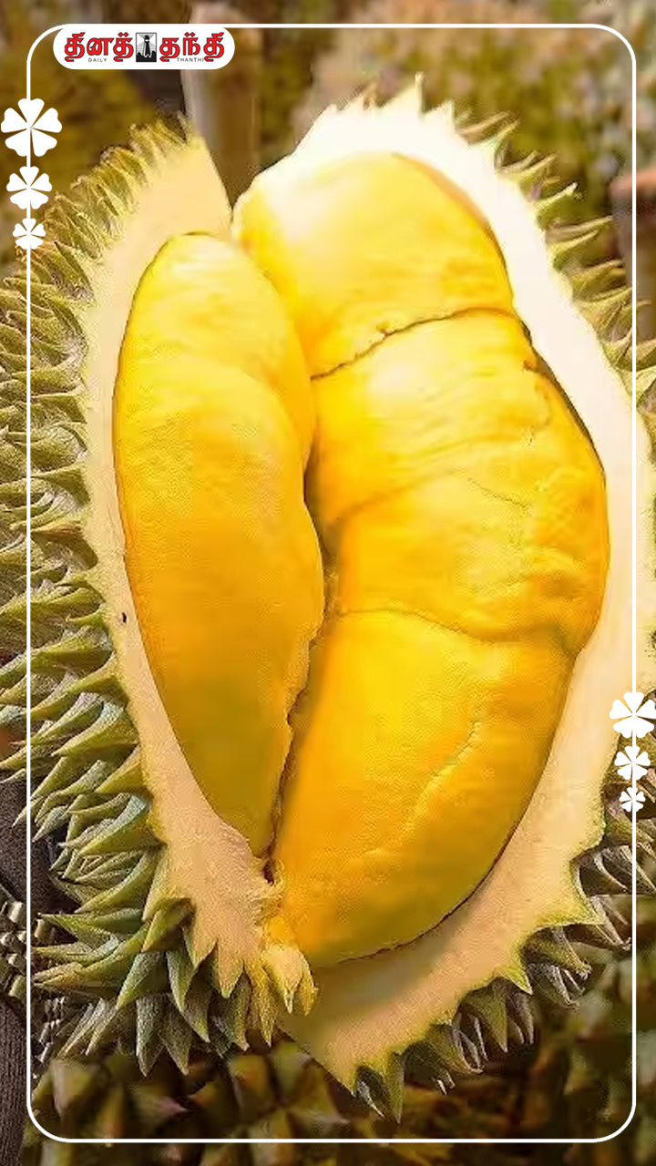 துரியன் பழம்: துர்நாற்றம், ஆனால் நம்பமுடியாத அளவுக்கு நன்மைகள்..! துரியன் பழம்: துர்நாற்றம், ஆனால் நம்பமுடியாத அளவுக்கு நன்மைகள்..!