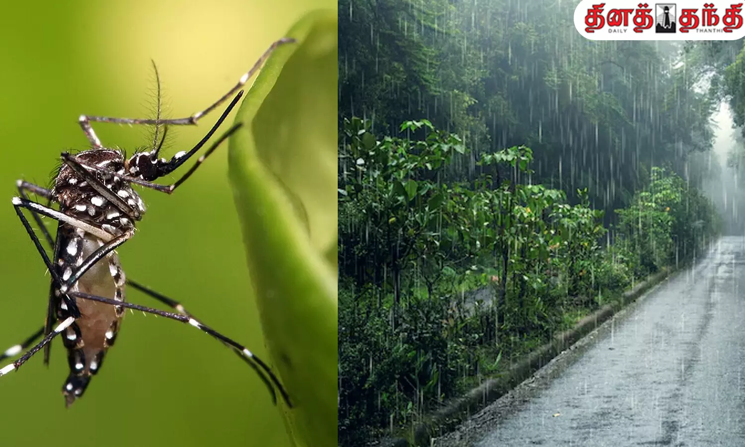 ரசாயன கொசு மருந்துகள் வேண்டாம் ..இப்படி செஞ்சு பாருங்க... வீட்ல ஒரு கொசு கூட வராது..!