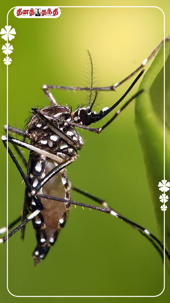 ரசாயன கொசு மருந்துகள் வேண்டாம் ..இப்படி செஞ்சு பாருங்க... வீட்ல ஒரு கொசு கூட வராது..! ரசாயன கொசு மருந்துகள் வேண்டாம் ..இப்படி செஞ்சு பாருங்க... வீட்ல ஒரு கொசு கூட வராது..!