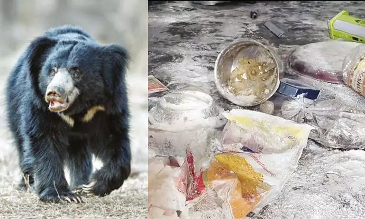 பாபநாசம் மலையடிவார கிராமங்களில் கரடிகள் அட்டகாசம் அதிகரிப்பு