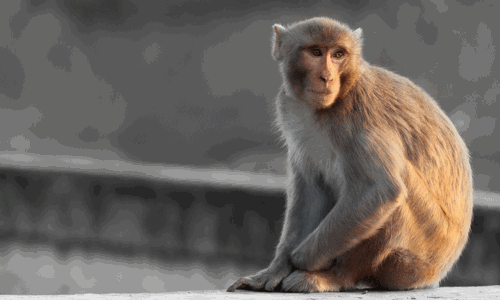 டெல்லி:  திடீரென தாக்கிய குரங்கு; 7-வது மாடியில் இருந்து குதித்த மத்திய அரசு ஊழியர்