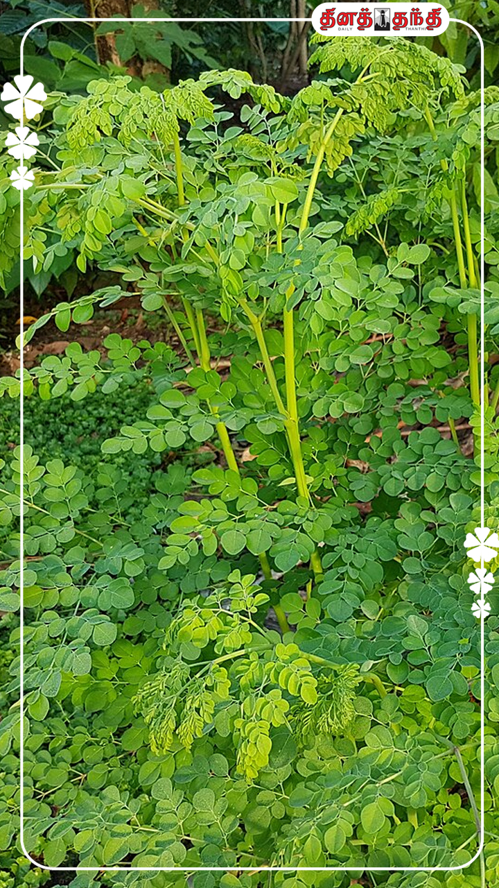 ஆரோக்கிய நன்மைகளை அள்ளித்தரும் முருங்கை இலை!
