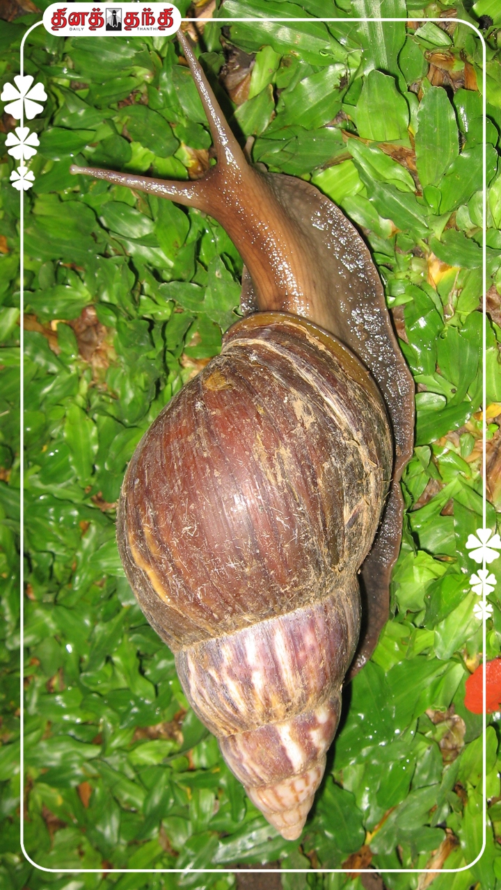 விவசாயத்தை மட்டுமல்ல..மனிதர்களையும் பாதிக்கும் ஆப்பிரிக்க நத்தை..!