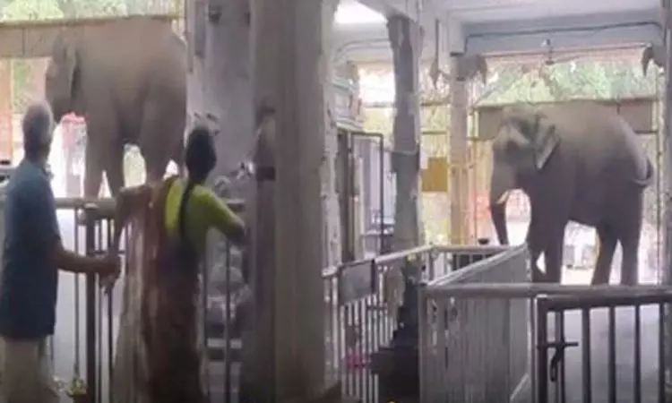 வெள்ளியங்கிரி ஆண்டவர் கோவிலுக்குள் புகுந்த காட்டு யானையால் பரபரப்பு