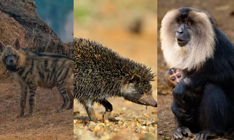 அழிந்து வரும் உயிரினங்களைப் பாதுகாக்க ரூ.1 கோடி செலவில் முன்னோடித் திட்டம் - தமிழக அரசு அறிவிப்பு