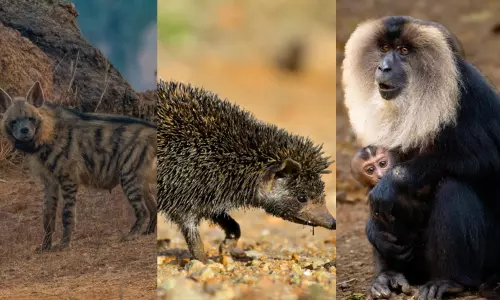 அழிந்து வரும் உயிரினங்களைப் பாதுகாக்க ரூ.1 கோடி செலவில் முன்னோடித் திட்டம் - தமிழக அரசு அறிவிப்பு அழிந்து வரும் உயிரினங்களைப் பாதுகாக்க ரூ.1 கோடி செலவில் முன்னோடித் திட்டம் - தமிழக அரசு அறிவிப்பு