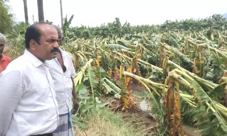 சேரன்மகாதேவியில் பலத்த காற்றினால் 60 ஆயிரம் வாழைகள் சேதம்: திருநெல்வேலி கலெக்டர் ஆய்வு