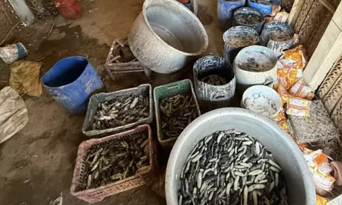 ராமநாதபுரம் அருகே அரசால் தடை செய்யப்பட்ட 250 கிலோ கடல் அட்டைகள் பறிமுதல் ராமநாதபுரம் அருகே அரசால் தடை செய்யப்பட்ட 250 கிலோ கடல் அட்டைகள் பறிமுதல்