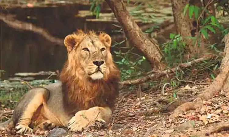 வண்டலூர் உயிரியல் பூங்காவில் மாயமான சிங்கத்தின் இருப்பிடம் கண்டுபிடிப்பு - அதிகாரிகள் தகவல்