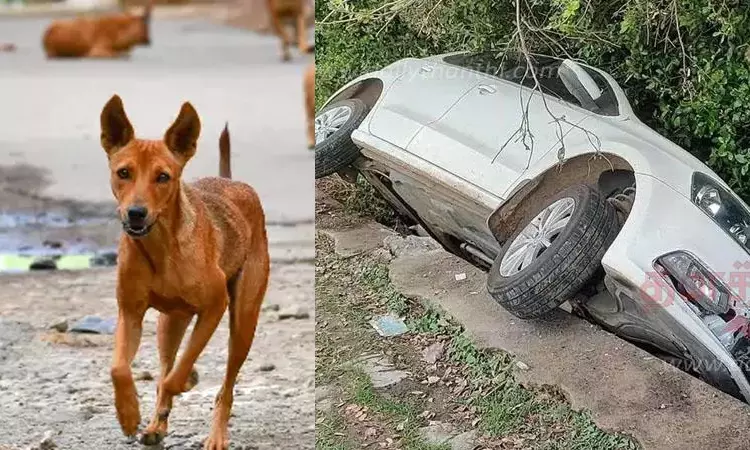 பள்ளத்தில் கார் கவிழ்ந்து விபத்து; நாய் குறுக்கே வந்ததால் விபரீதம்