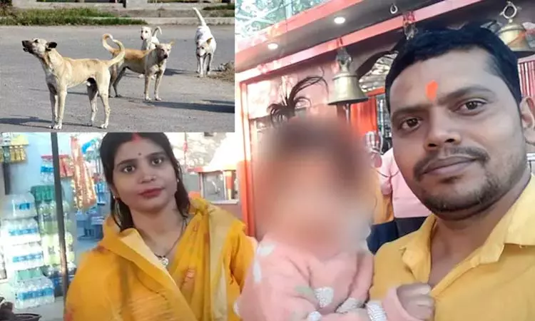 2 வயது குழந்தையை கடித்துக்குதறிய தெருநாய்கள்  அதிர்ச்சி சம்பவம்