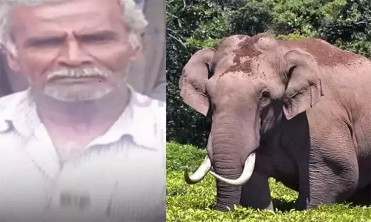 காட்டு யானை தாக்கி ஏலக்காய் தோட்ட தொழிலாளி உயிரிழப்பு