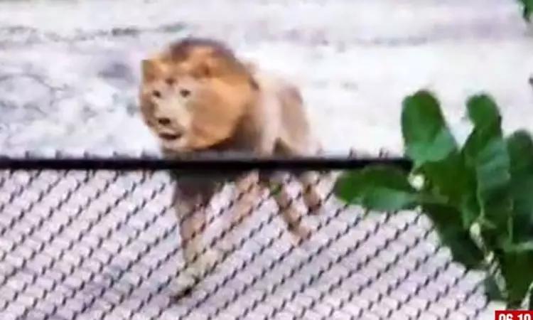 எங்கும் போகல - திரும்பிய சிங்கம்