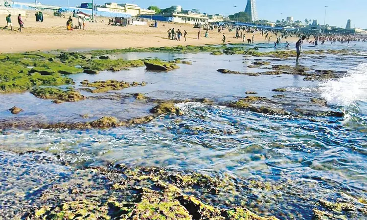 திருச்செந்தூரில் திடீரென உள்வாங்கிய கடல்