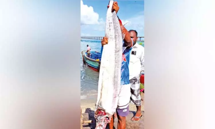 பாம்பனில் மீனவர்கள் வலையில் சிக்கிய அபூர்வ `டூம்ஸ்டே மீன்; பேரழிவுக்கான அறிகுறியா?