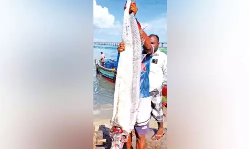 பாம்பனில் மீனவர்கள் வலையில் சிக்கிய அபூர்வ `டூம்ஸ்டே மீன்; பேரழிவுக்கான அறிகுறியா?