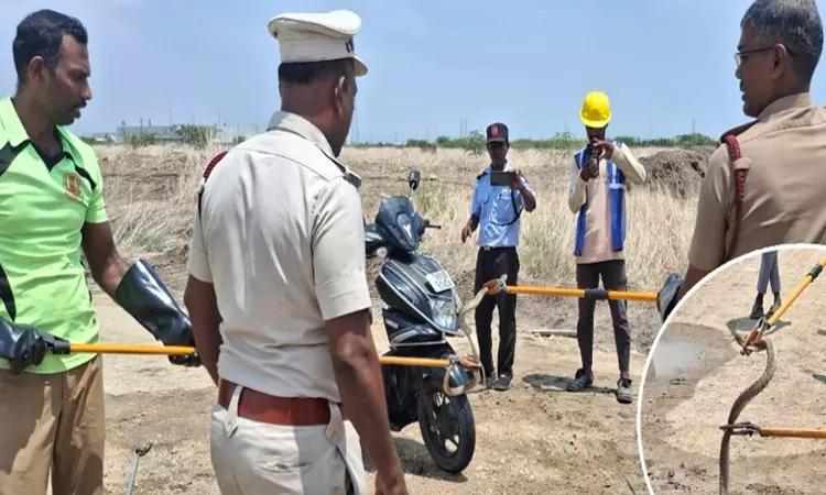 தூத்துக்குடியில் பைக்கில் பதுங்கிய நல்ல பாம்பு: தீயணைப்பு வீரர்கள் மீட்பு