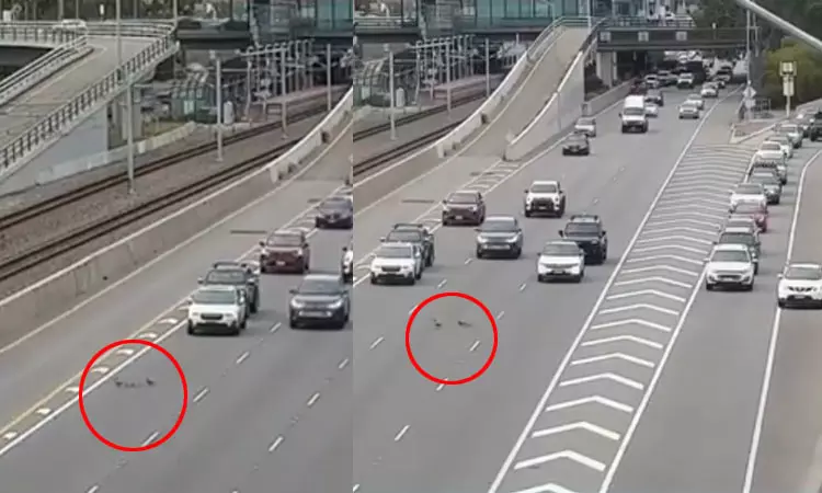 ஆஸ்திரேலியா: வாத்து குடும்பத்திற்காக வரிசையாக அணிவகுத்து நின்ற வாகனங்கள்; வைரலான வீடியோ ஆஸ்திரேலியா: வாத்து குடும்பத்திற்காக வரிசையாக அணிவகுத்து நின்ற வாகனங்கள்; வைரலான வீடியோ