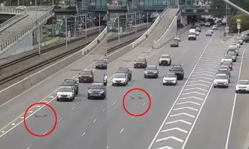 ஆஸ்திரேலியா:  வாத்து குடும்பத்திற்காக வரிசையாக அணிவகுத்து நின்ற வாகனங்கள்; வைரலான வீடியோ