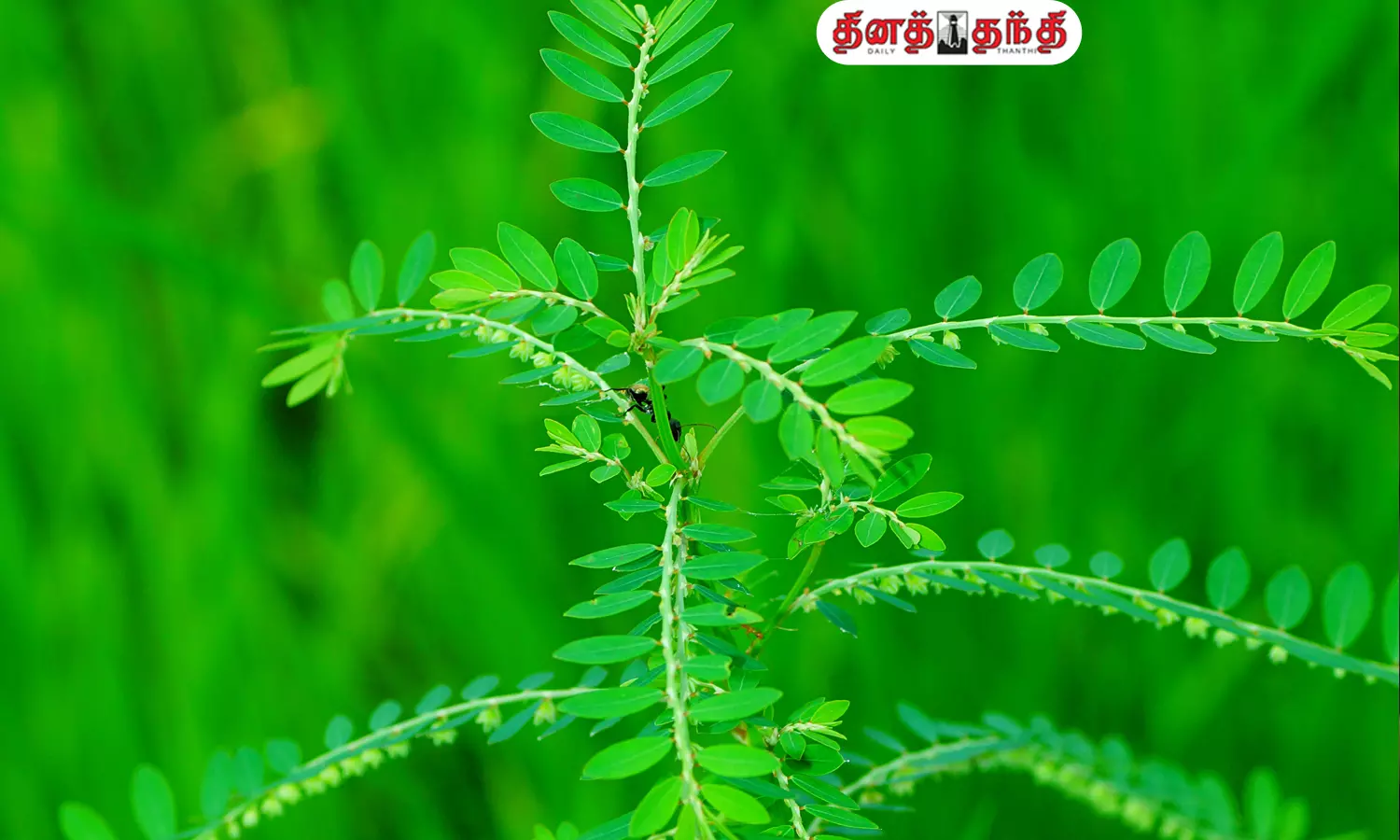 மஞ்சள்காமாலை முதல் மலட்டுத்தன்மை வரை..அற்புதங்களை அள்ளித்தரும் கீழாநெல்லி!