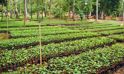 ஈஷா காவேரி கூக்குரல், பேரூர், தருமை ஆதீனங்கள் சார்பில் கோவில் காடுகள் திட்டம்!