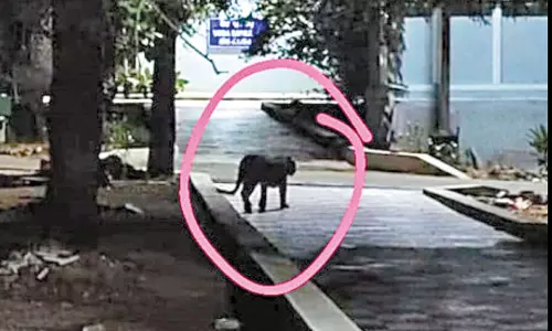 திருப்பதி பல்கலைக்கழக வளாகத்தில் சிறுத்தை நடமாட்டம் - மாணவர்கள் அச்சம் திருப்பதி பல்கலைக்கழக வளாகத்தில் சிறுத்தை நடமாட்டம் - மாணவர்கள் அச்சம்