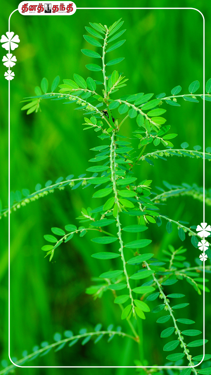 மஞ்சள்காமாலை முதல் மலட்டுத்தன்மை வரை..அற்புதங்களை அள்ளித்தரும் கீழாநெல்லி! மஞ்சள்காமாலை முதல் மலட்டுத்தன்மை வரை..அற்புதங்களை அள்ளித்தரும் கீழாநெல்லி!