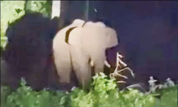 விளைநிலத்தில் புகுந்த யானையிடம் ‘சென்றுவிடு’ என கெஞ்சிய விவசாயி