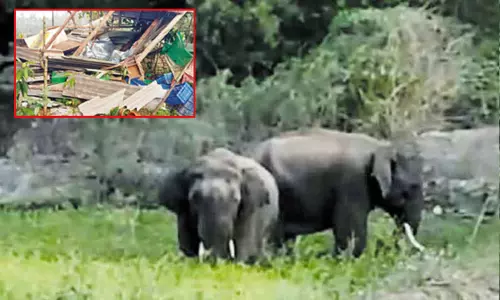 கடை, கோவிலை சேதப்படுத்திய காட்டு யானைகள் - பொதுமக்கள் பீதி