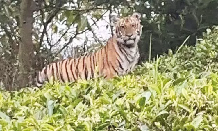 ஊட்டி அருகே தேயிலை தோட்டத்தில் புலி நடமாட்டம் -... ... இன்றைய முக்கிய செய்திகள் சில வரிகளில்.. 16-10-2025