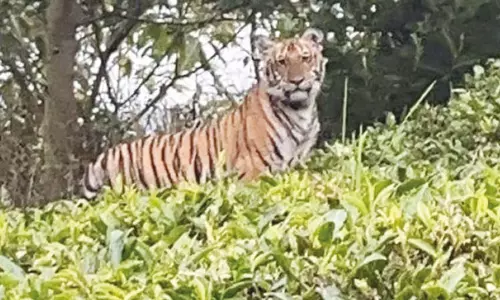 ஊட்டி அருகே தேயிலை தோட்டத்தில் புலி நடமாட்டம் - தொழிலாளர்கள் அச்சம்
