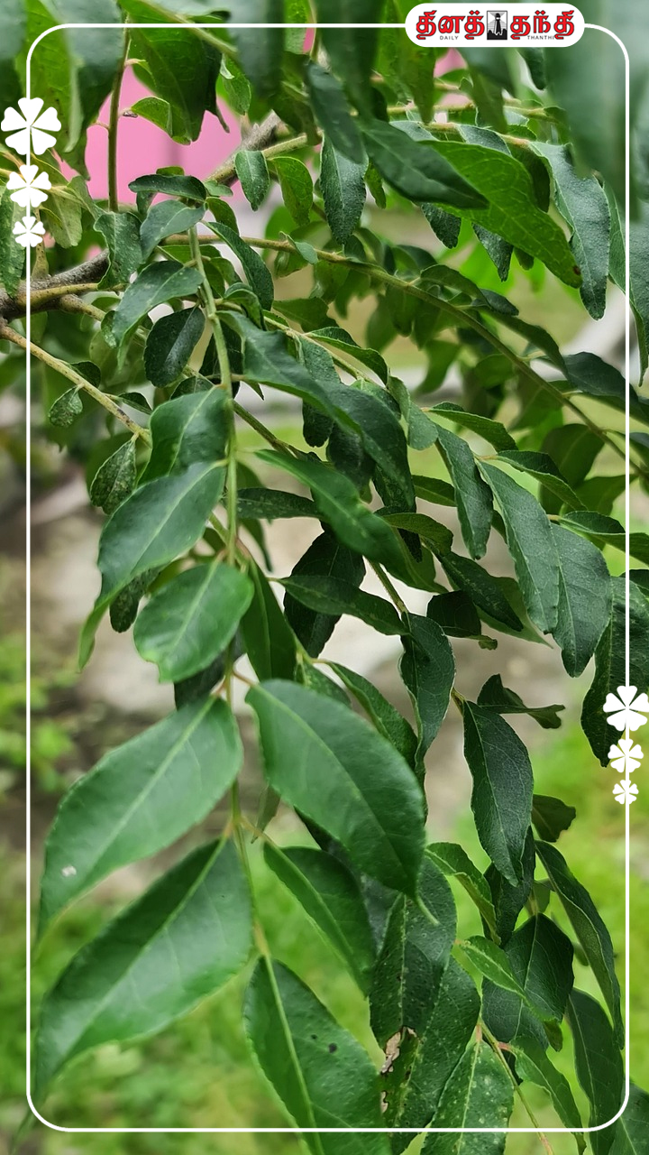 அற்புத நன்மைகளை அள்ளித்தரும் கறிவேப்பிலை!
