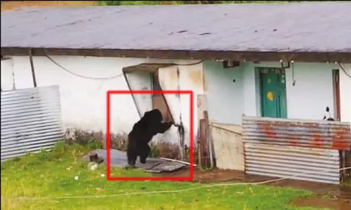 நீலகிரி: மின்வாரிய குடியிருப்புக்குள் கரடி புகுந்து அட்டகாசம்