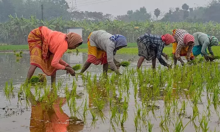 மழையால் பாதிக்கப்பட்ட 21.66 லட்சம் விவசாயிகளுக்கு ரூ.1,356 கோடி நிதியுதவி; மராட்டிய அரசு அறிவிப்பு