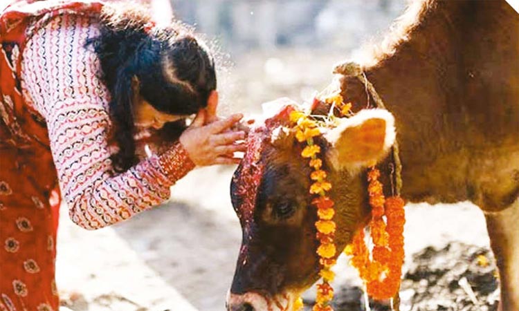 விலங்குகளை பெருமைப்படுத்தும் நேபாள தீபாவளி