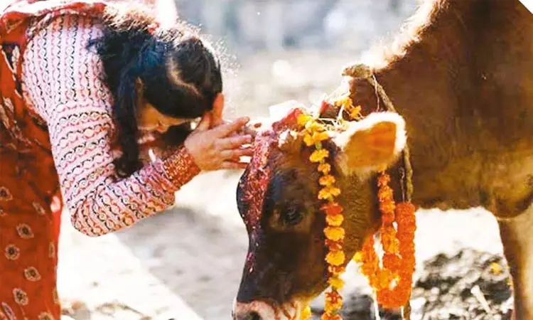 விலங்குகளை பெருமைப்படுத்தும் நேபாள தீபாவளி