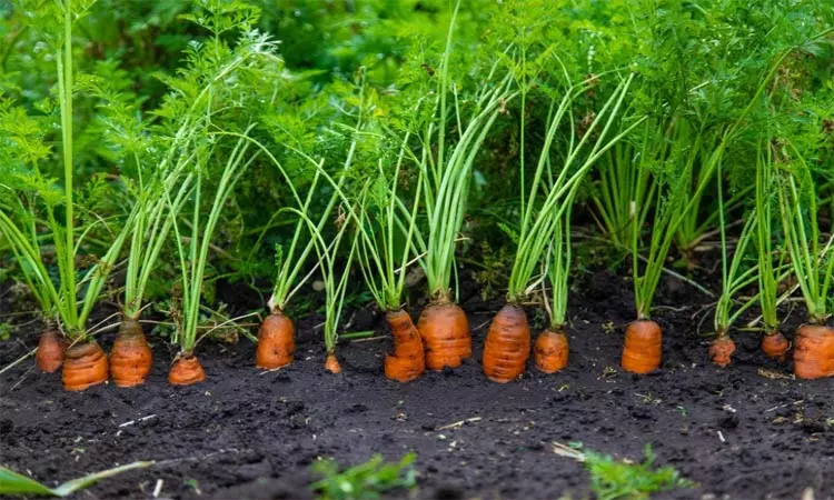 நீலகிரி: விளைநிலங்களில் தேங்கிய மழைநீர் - காய்கறிகள் அழுகி சேதம் நீலகிரி: விளைநிலங்களில் தேங்கிய மழைநீர் - காய்கறிகள் அழுகி சேதம்