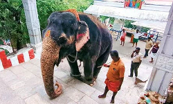 கந்த சஷ்டிக்கு பழனி மலை முருகன் கோவிலுக்கு செல்லாத யானை கந்த சஷ்டிக்கு பழனி மலை முருகன் கோவிலுக்கு செல்லாத யானை