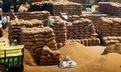 நெல் ஈரப்பதம் - மத்திய அரசு குழு அமைப்பு நெல் ஈரப்பதம் - மத்திய அரசு குழு அமைப்பு