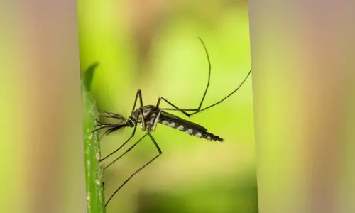 ஐஸ்லாந்தில் முதல் முறையாக கொசுக்கள் கண்டுபிடிப்பு