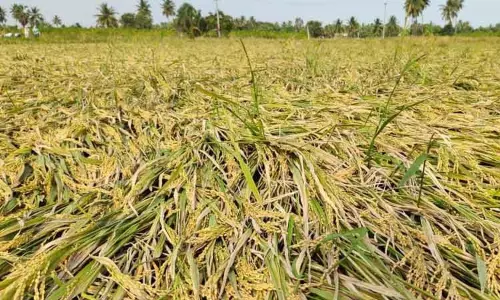 தமிழகத்தில் கனமழை பாதிப்பு - மத்திய குழு அமைப்பு தமிழகத்தில் கனமழை பாதிப்பு - மத்திய குழு அமைப்பு
