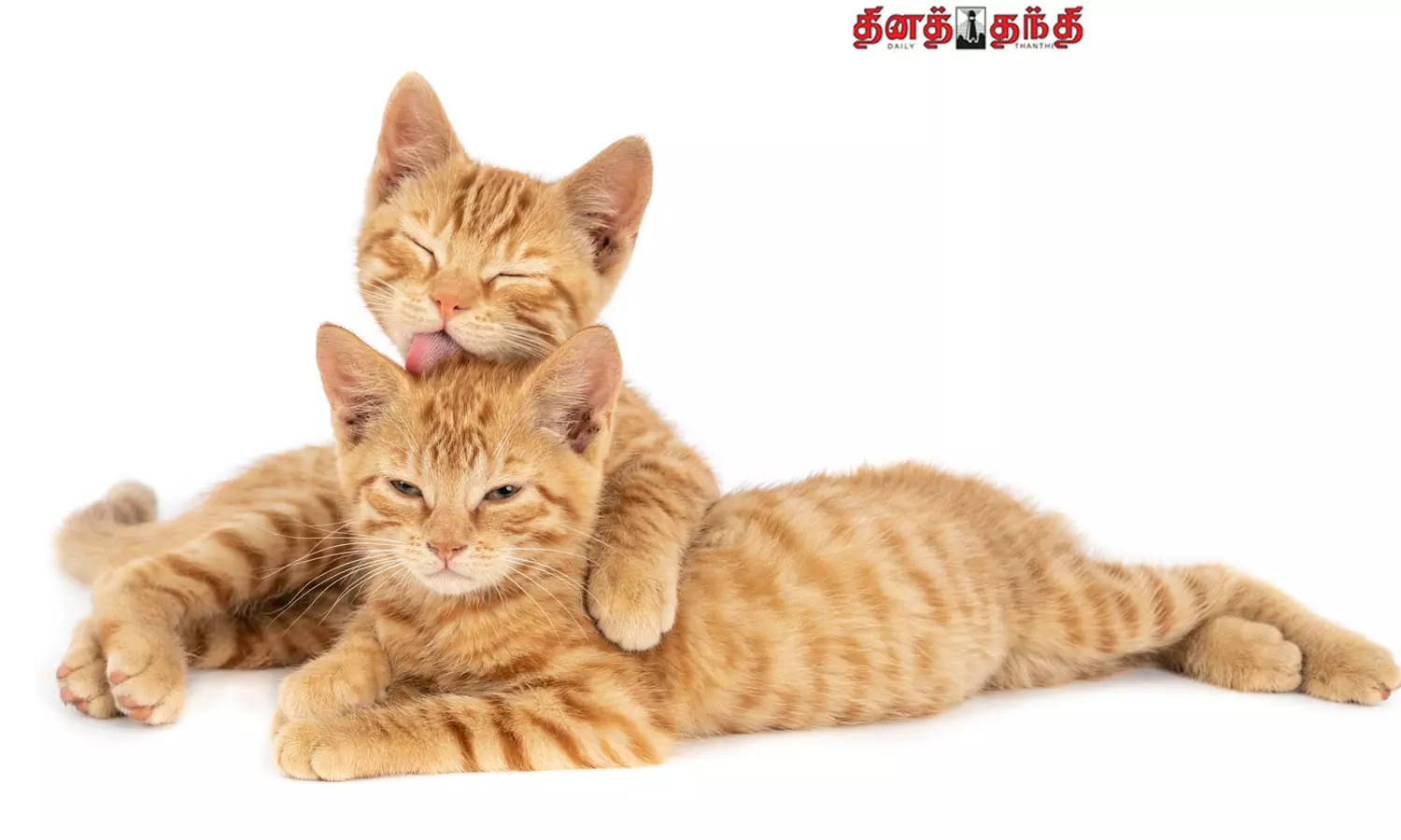 பூனைகள் பற்றிய சுவாரசிய தகவல்கள்.!!